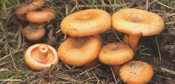 Самые ценные с гастрономической точки зрения грибы 