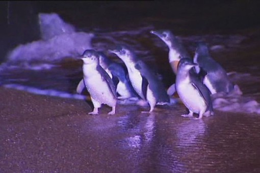 <br />
СМИ: на Марсе нашли пингвинов<br />

