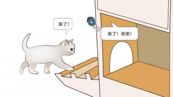 В Китае внедряют в жизнь «умный» приют для бездомных кошек