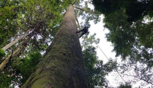 Самое высокое тропическое дерево обнаружили в Малайзии