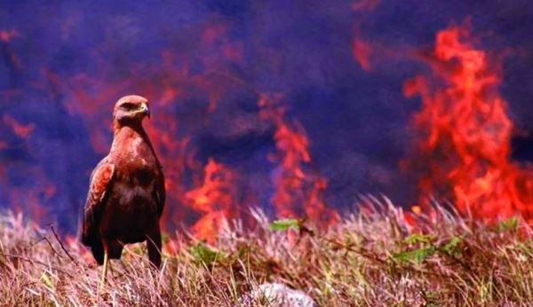 Хищные птицы Австралии сознательно устраивают лесные пожары